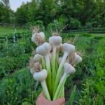 a bunch of fresh garlic being held up against a field of vegetables