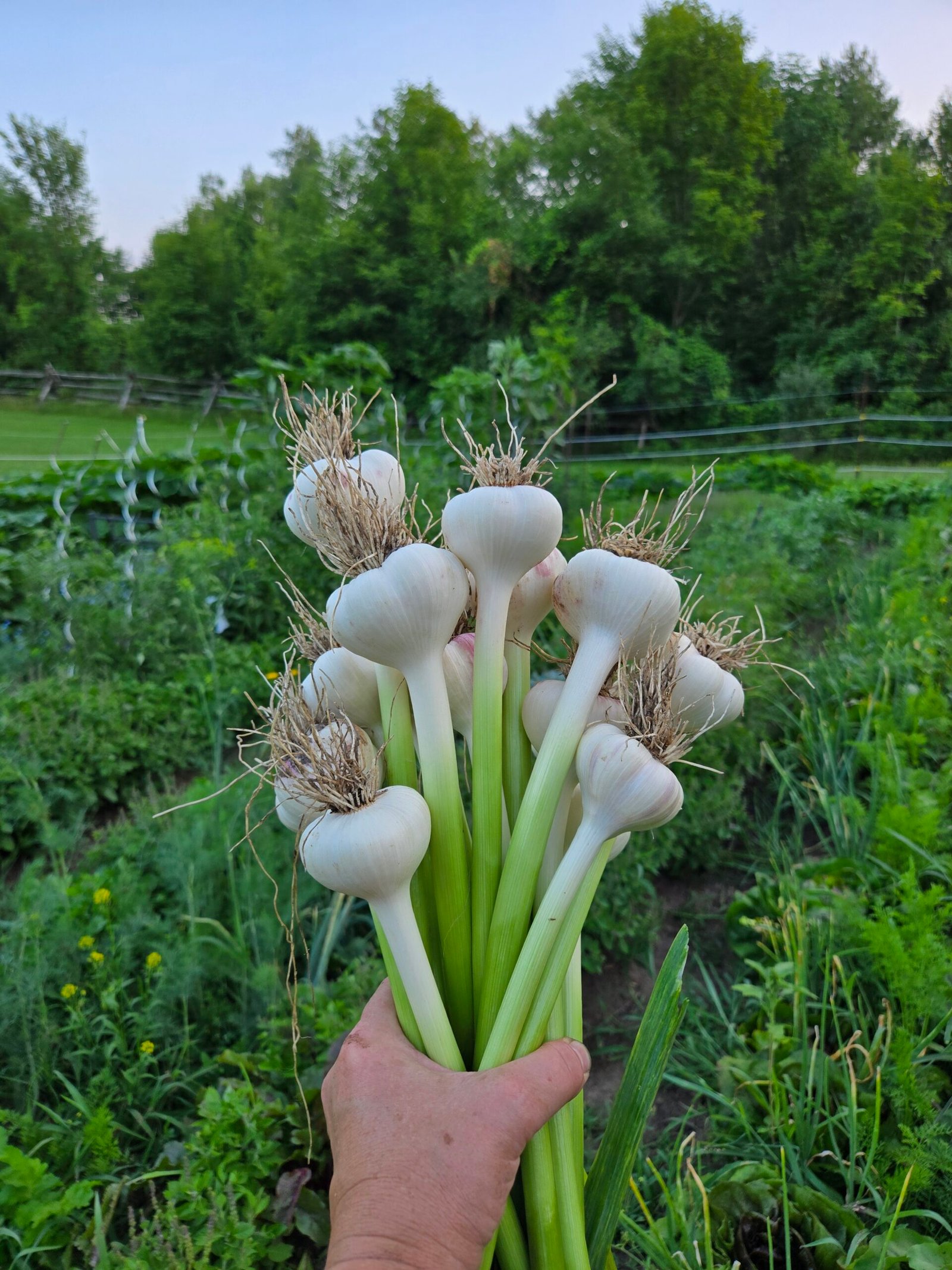 Garlic, sleeping under the snow