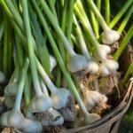 fresh green garlic in a bushel basket