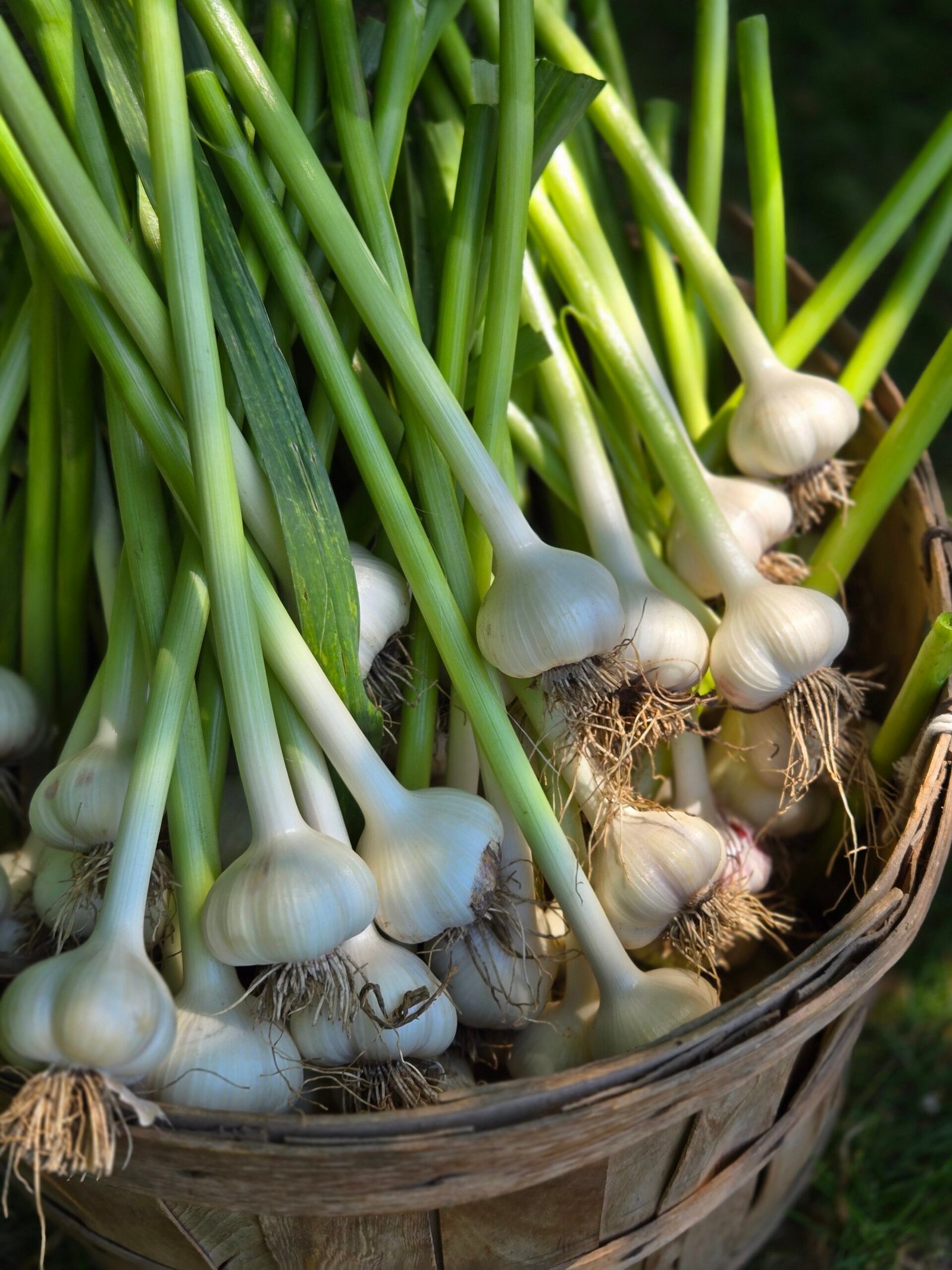 Garlic, how I fell in love