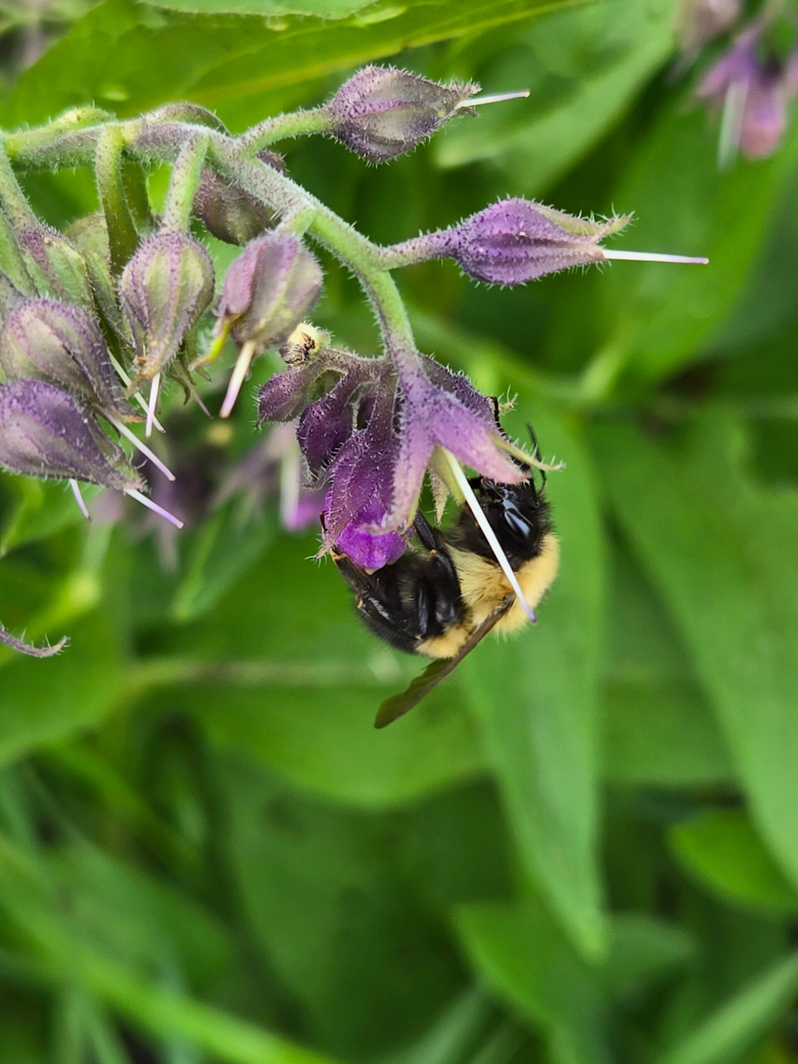 a bumblebee in a purple comfrey flower