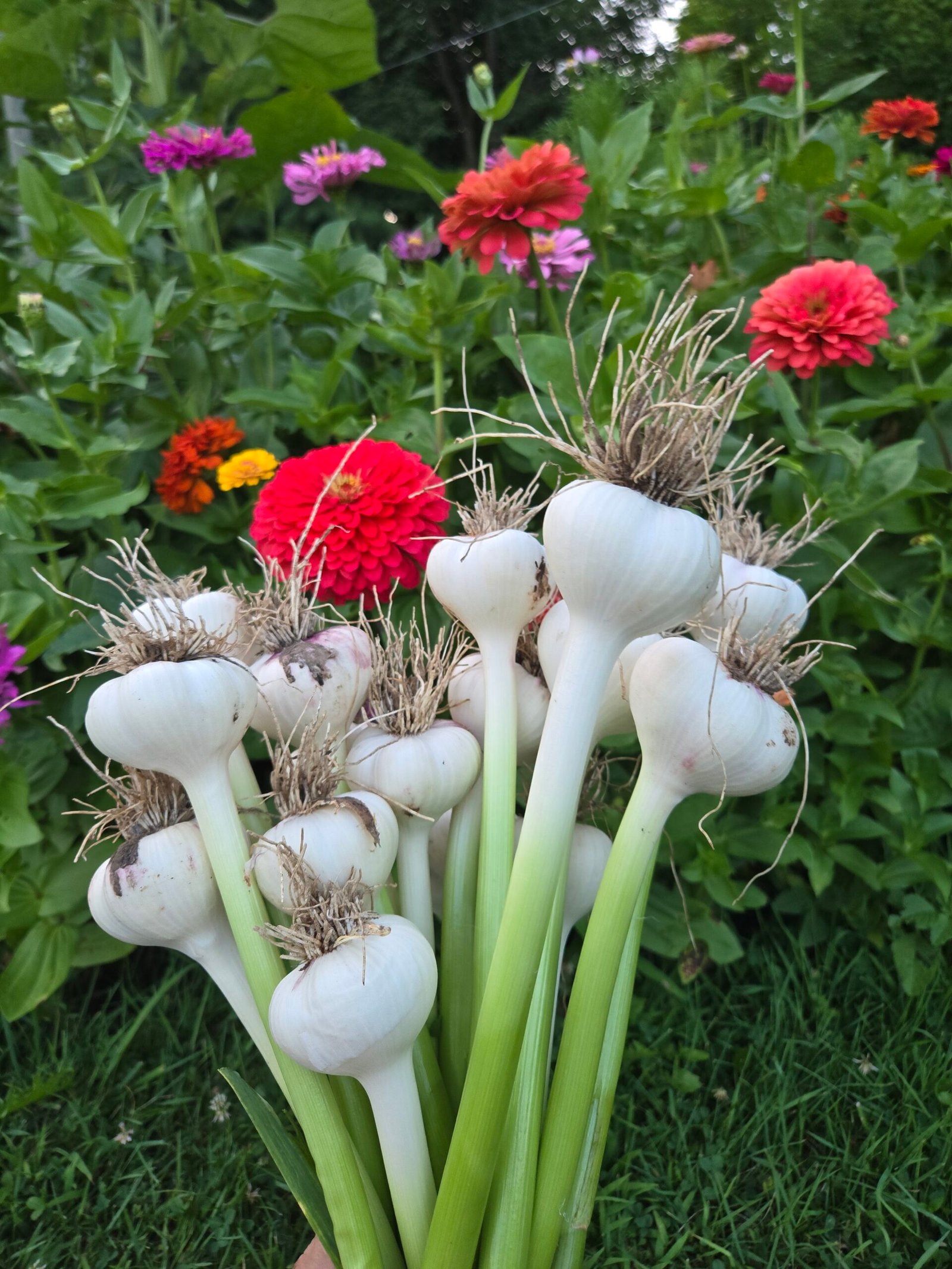 fresh garlic with zinnias in the background
